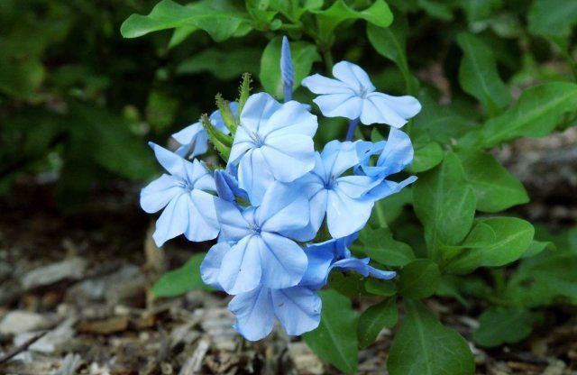 синие цветы похожие на васильки